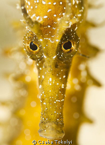 Portrait of a yellow seahorse. by Csaba Tokolyi 